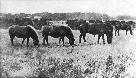 Pit ponies at Woodhall Colliery © Scottish Mining Museum